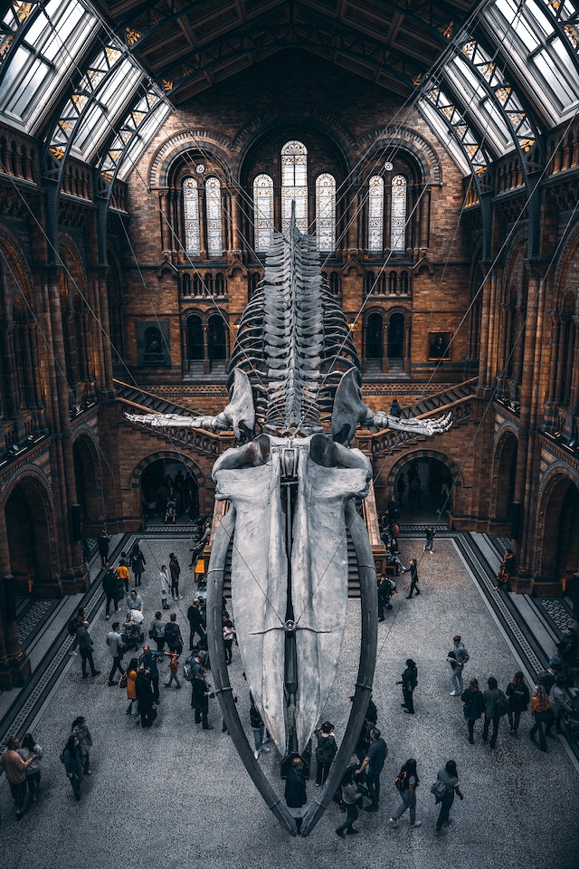 Blue Whale in London Museum